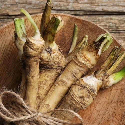 semillas de rábano picante de balcón, jardín de interior frescas de rábano picante, Cobertura del suelo, invierno, 60pcs