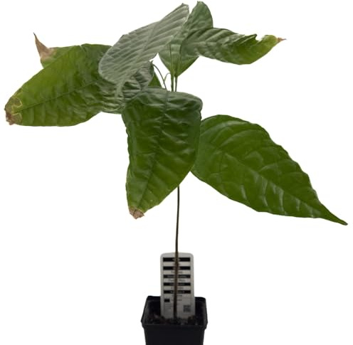 1 Árbol de cacao | Theobroma Cacao | Variedad Trinitario | Planta de cacao de semilla de Sudamérica | Rara en la UE | Planta de interior | Árbol de chocolate | Planta de cacao en grano