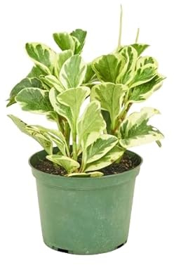 Peperomia Variegata Natural Suculenta Fácil de Cuidar para Interior y Exterior