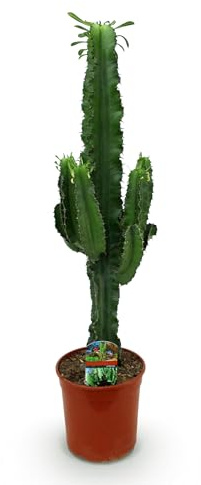 Green boutiQ - Zimmerpflanze - Euphorbia eritrea - Afrikanischer Milchbaum - Kaktus für drinnen 1 Pflanze - Topf 19cm - Höhe 70cm