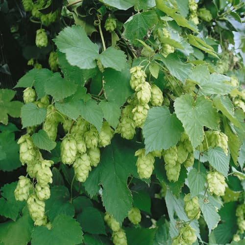 Humulus lupulus 'Opal' 60–100 cm – Winterhart, Mehrjährig, Pflegeleicht – Hopfen – Kletterpflanze für Pergola & Rankhilfe