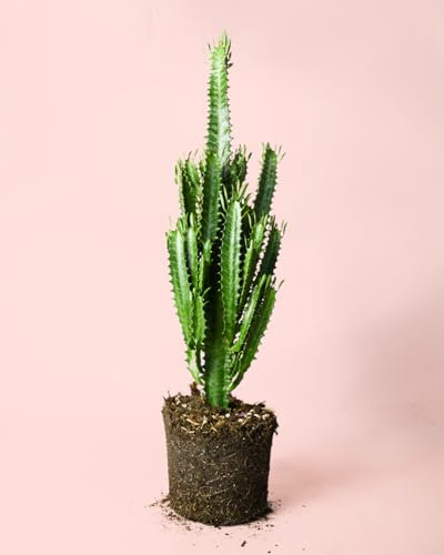 PUR PLANT Euphorbia trigona | Suculenta natural resistente y decorativa | Inspirada en el cactus San Pedro | Maceta de Ø17 cm