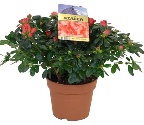 Arbusto de Flor en Maceta Planta Viva con Floración Alegre y Duradera - Azalea Natural