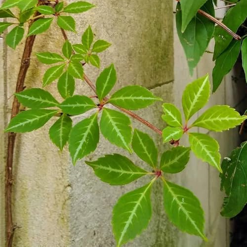 semi di vite selvatica, decorazione da giardino per decorative da esterno di vite americana, resistenti per il giardino vecchie varietà decorazione del balcone 100pcs