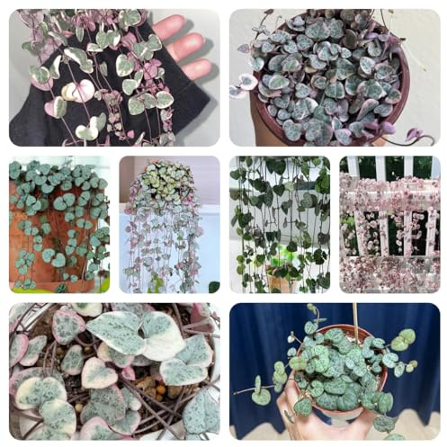 leuchterblumesamen kaufen - gartenpflanzen winterhart indoor, stauden mehrjährig 120pcs
