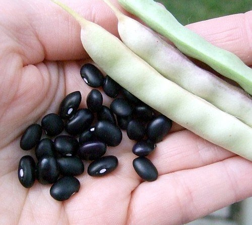 Aachondra Fresh 25 semillas de hortalizas de frijol de tortuga negra