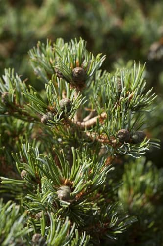 Mädchenkiefer Pinus parviflora Hagoromo 25-30 cm winterhart Bonsai | Sonniger Standort, langsamer Wuchs, ideal für Kübel und Vorgarten, dekorative Nadeln, robust