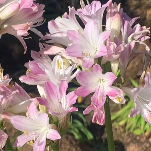 semillas resistentes de lirio ornamental, balcón Agapanto africano, silvestres otoño resistentes raras perennes cortadas cobertura 100pcs