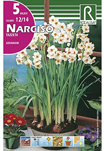 Bulbos de narciso tazzeta geranium (bolsa 5 bulbos)