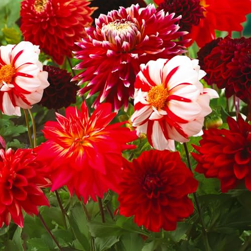 Bulbes (racines tubéreuses) de DAHLIA | Bulbes provenant des meilleurs producteurs néerlandais | Sélection et contrôle | Floraison garantie. (3 Dahlia Red & White)