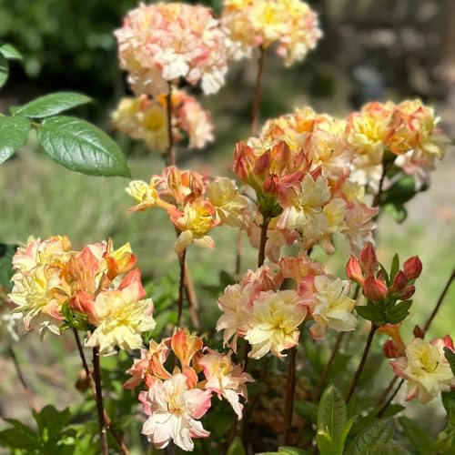 Semillas de rododendro resistentes - perennes, azalea decoraciones jardín 420pcs