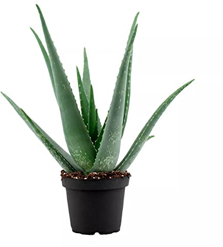 DECOALIVE 8436601570390 Aloe Planta Suculenta de Interior y Exterior, 30 cm