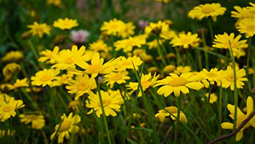 Corn Marigold Seed - Glebionis segetum | Native UK Wildflower | 2.6g - 2000 Seeds