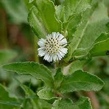100 pezzi di semi di salvia bianca: graines
