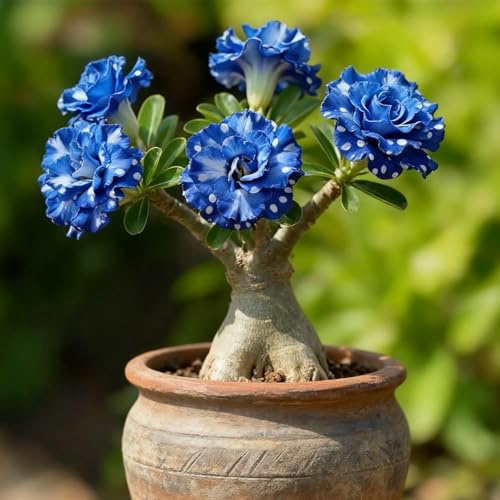Bulbi di Rosa del Deserto Perenni: Vigorosi, Adattabili e Resistenti alla Siccità – Ideali per in Vaso, Bellissima esposizione di bonsai-1 rizoma-f
