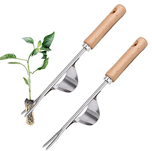 Unkrautstecher Edelstahl Ampferstecher mit Stiel Unkrautjäter Garten Hand Weeder mit Holz Stiel Manueller Weeder Gartenwerkzeug zum Graben, Jäten, Lösen, Geschenk für Gärtner Gärtnerinnen(2 Satz )