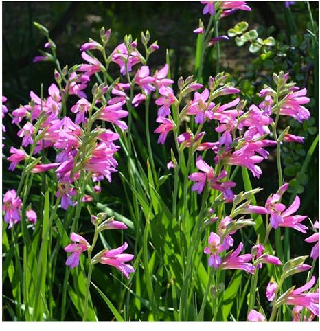 10x Gladioli Byzantinus Bulbs Spring Flowering Dwarf Gladiolus Colourful Garden Summer Pink Cut Flowers Autumn Planting Hardy Corms
