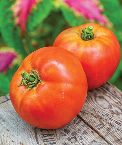 Burpee 'Better Boy' Hybrid Tomato Seeds , Large Slicing Red Tomato Variety , 30 Non-GMO Vegetable Seeds for Planting , Disease-Resistant Tomato for Garden