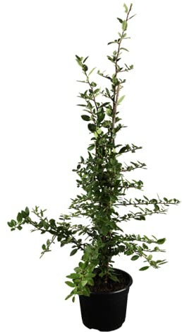 Feuerdorn Red Column 60-80cm - Pyracantha