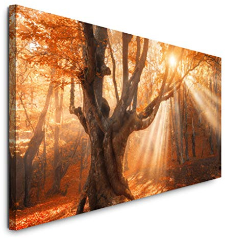 Paul Sinus Art GmbH Magischer Alter Baum 120x 50cm Panorama Leinwand Bild XXL Format Wandbilder Wohnzimmer Wohnung Deko Kunstdrucke