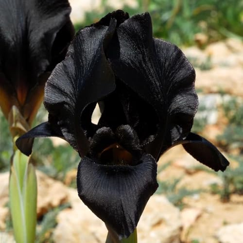 Bulbos de iris perennes resistentes, balcón exterior 5pcs