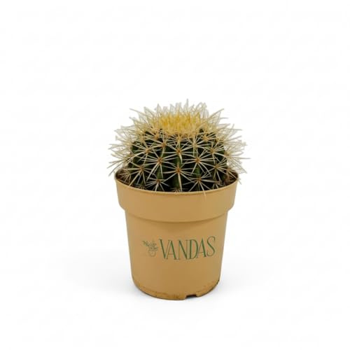 Vandas Echinocactus Grusonii – Cactus “Cuscino della Suocera” | Pianta Grassa Ornamentale | Spine Dorate e Fusto Globoso | Facile da Coltivare | Made in Italy