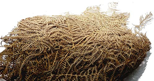 Decpero Trockenpflanze Bracken Farn getrocknet, natur, ca. 60 cm, 10 Stück, muted green