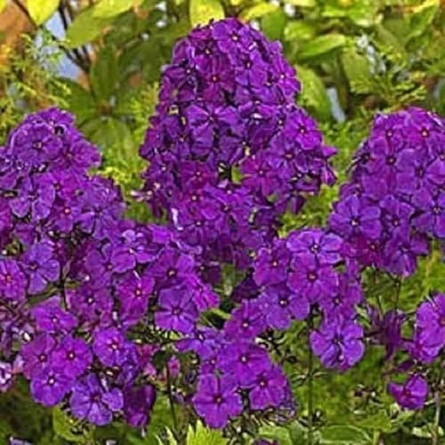 Generic 50 Bright Purple Phlox Seeds Flower Perennial Seed Flowers Butterfly Perennial Flower Garden Seed Flowers Seed Flower