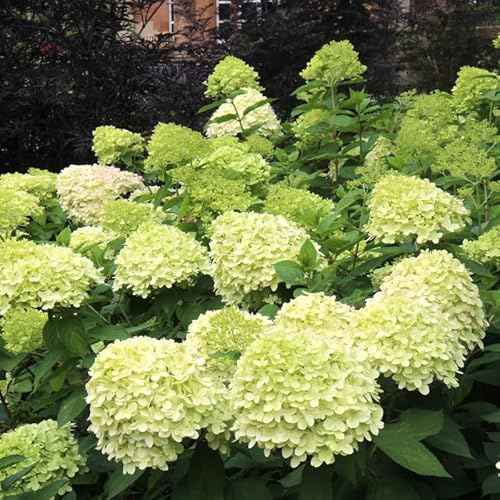 2-Pack Limelight Hydrangea Live Bare Root Seedlings | 12-24 Rooted Cuttings | Cold-Hardy Panicle Flowering Shrub | Robust Plants for Home Garden Borders