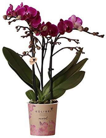 Kolibri Orchids | Lila Phalaenopsis Orchidee - Morelia - Topfgröße Ø9cm | blühende Zimmerpflanze - frisch vom Züchter
