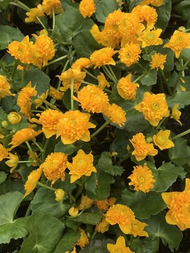 WASSERPFLANZEN WOLFF - Caltha palustris 'Multiplex' - gefüllte Sumpfdotterblume, gelb - winterhart - Teichpflanze - QUALITÄTSSTAUDE durchwurzelt im 11x11cm Pflanzkorb