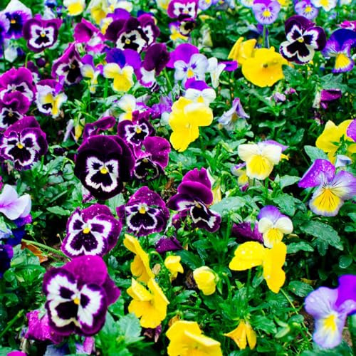 stiefmütterchen - büropflanzen wildblumensamen blumendeko winterharte kübelpflanzen pflanzensamen mehrjährige stauden winterhart exotische zimmerpflanzen indoor kräutergarten 160samen