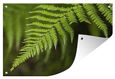 MuchoWow Outdoor-Poster Poster Wanddeko draußen Deko Garten Gartenposter 120x80 cm Blatt eines Farns mit unscharfem Hintergrund