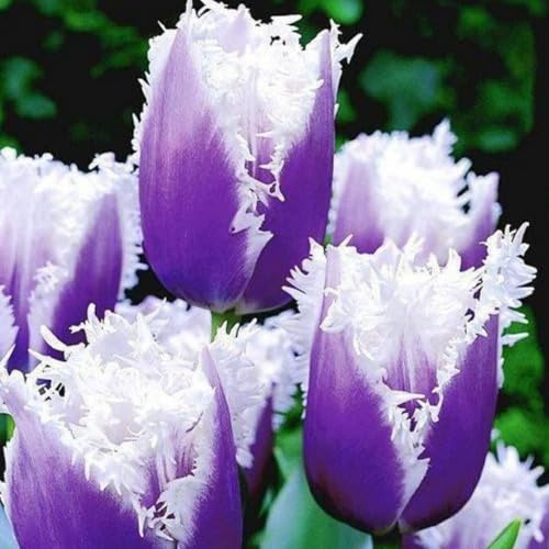 Perenne Tulipano bulbi,Piante perenni,Tulipano pianta vera,resistenti al freddo,Tagliare,Facile da curare(non artificiali)-3 bulbi-H