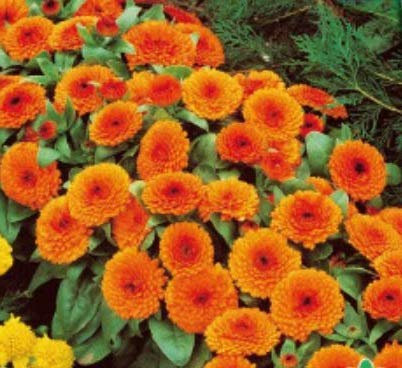 Pezzi - 90x Ringelblume Arancione Gitana Calendula Semi Giardino Piante - Seme K156 - Seeds & Plants Shop by Ipsa