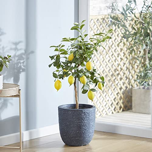 Lemon (Citrus) Eureka Tree 9cm Pot x 1