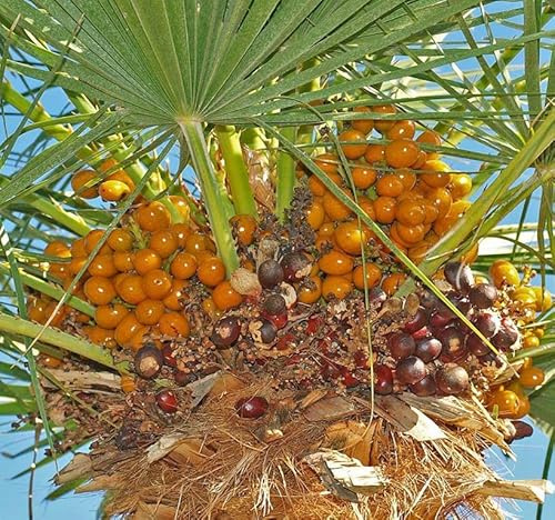 Chamaerops humilis (European Fan Palm) Tree Seed, Small, Round, Yellow-Orange to Brown Fruits, Light Blue-Green to Silver-Green Leaf, You Choose The Quantity (1 Pack)