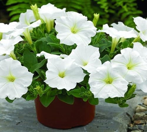 100 graines de fleurs de pétunia blanches