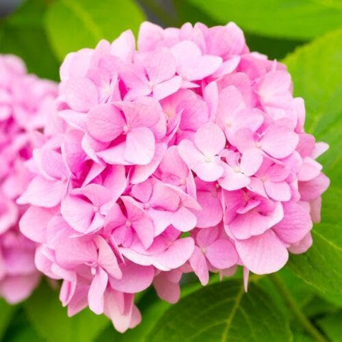 3 x Hortensien Hydrangea macrophylla rosa 30-40 cm im Topf | 1x blühende Bauernhortensie großblumig & winterhart | sofort pflanzbar