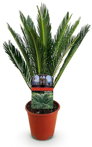 Green boutiQ - Plante d'intérieur - Cycas revoluta - Palmier - Peu d'entretien - Vert - 1 - Pot 14cm - Hauteur 45cm