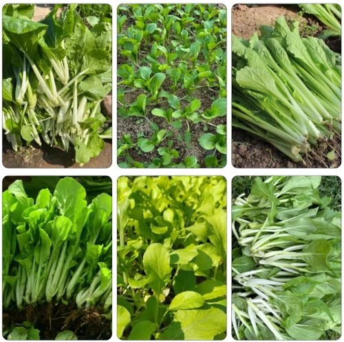 Semi di pak choi, cavolo cinese alla senape decorazione rara da appartamento esotiche copertura del terreno da giardino, resistenti, longeve 400pcs