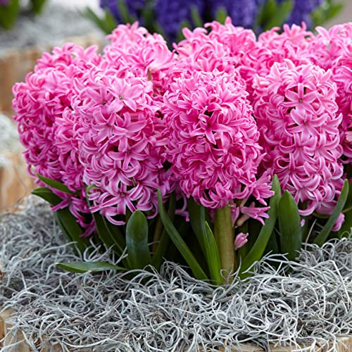 Millthorpe Plant Centre - 3,5,6 or 10 x 'Fondant' Light Pink - Indoor Prepared Hyacinth - Free P&P (6)
