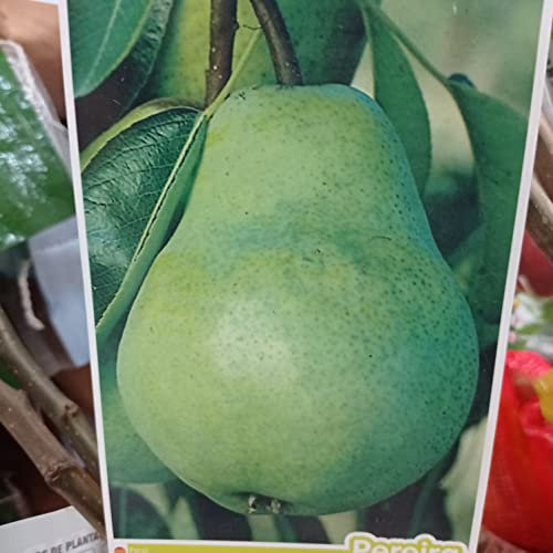 LA IBERICA Set of 3 Pearls Fruit Trees - Green Pear (1) Red Pear (2) Yellow Pear (3)