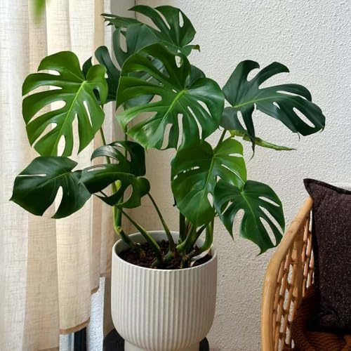 semillas de monstera oficina para exterior interior seto interior de fácil cuidado 350pcs
