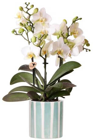 Kolibri Orchids | Weiße Phalaenopsis Orchidee Lausanne + Painted Stripe Ziertopf Türkis - Topfgröße Ø9cm | Blühende Zimmerpflanze - Frisch vom Züchter