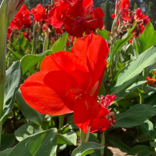 tuberi di cannabis - Coltivare giardino su un balcone autunnali, resistenti, per zone soleggiate giardino decorazione balcone rizoma 10bulbi