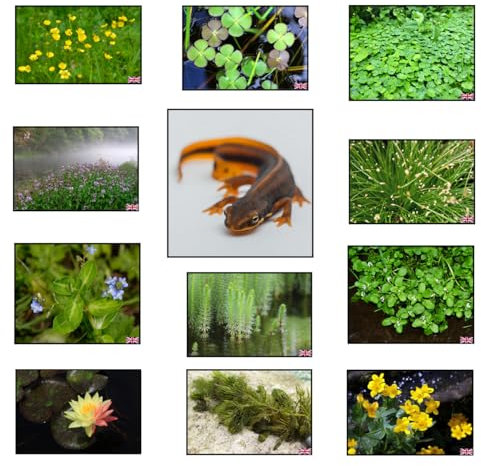 Lincolnshire Pond Plants Ltd Crested Newt Pack Potted
