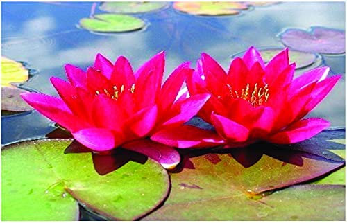 Lincolnshire Pond Plants Ltd - Xue Fei Water Lily - Live Water Plant Aquatic Pond Lake Marginal - Loose