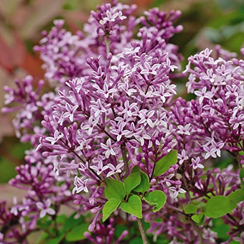Dwarf Lilac 'Palibin' Syringa meyeri Hardy Perennial Fragrant Purple Blooms Compact Bushy Plants Shrubs to Grow Your Own Outdoor Garden Flower Plants 2X 2-Litre Potted Plant by Suttons