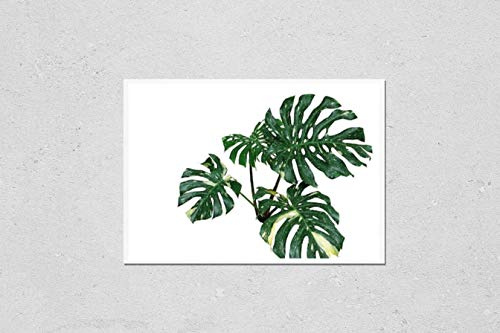 Wall Art Poster Print of Variegated Plant Leaves of Monstera or Split-Leaf Philodendron (Monstera Deliciosa) the Tropical Foliage Exotic Houseplant Isolated on White Background, Clipping Path
